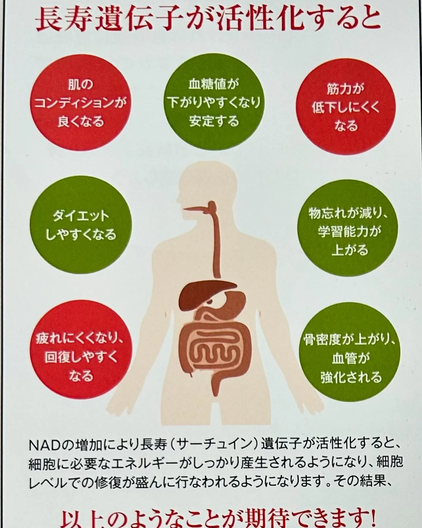 抗老化のメカニズムを知ろう❣️